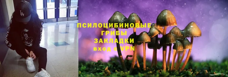 Галлюциногенные грибы Cubensis Кашира